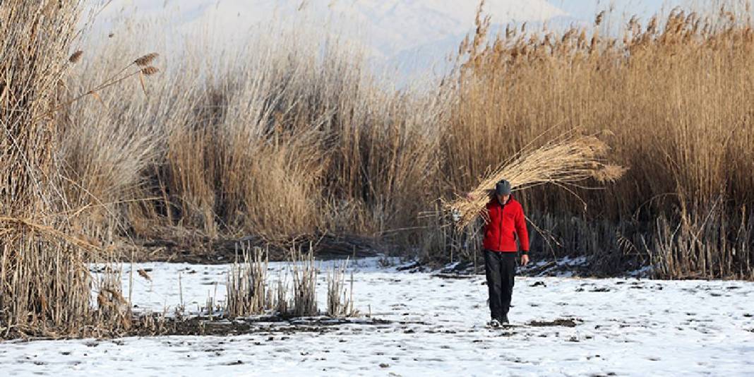 Dondurucu soğuk engel olmuyor, hasat devam ediyor! Bölge halkının gelir kaynağı: “Çocuklarımı bu işle büyütüyorum” 3